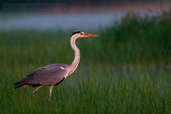 20090703_madarak_0109.JPG - Szrke gm (Ardea cinerea).