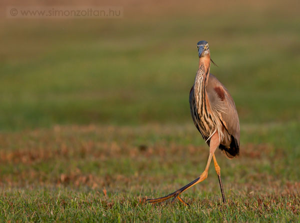 20090703_madarak_0110.JPG - Vrs gm (Ardea purpurea).