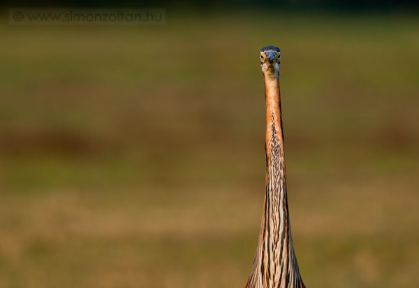 20090703_madarak_0111.JPG - Vrs gm (Ardea purpurea).