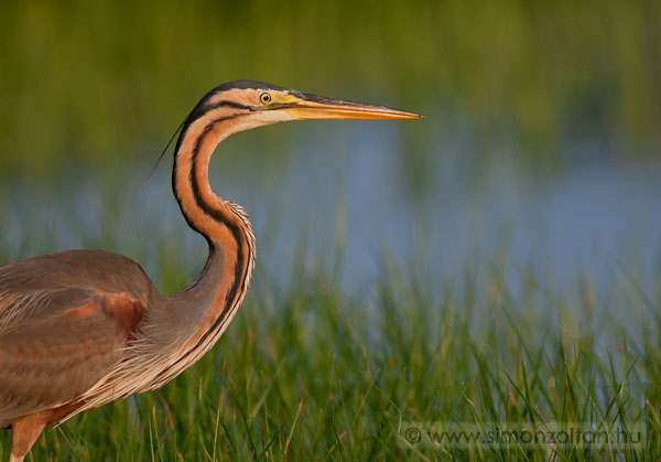 20090703_madarak_0112.JPG - Vrs gm (Ardea purpurea).