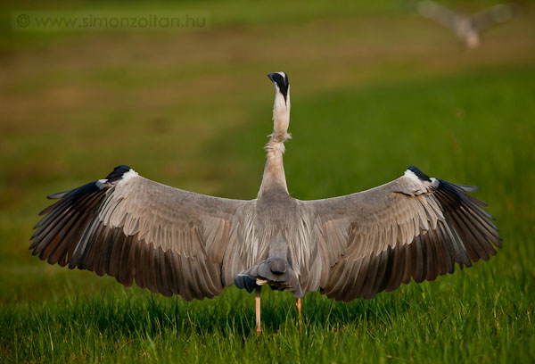 20090703_madarak_0113.JPG - Szrke gm (Ardea cinerea).