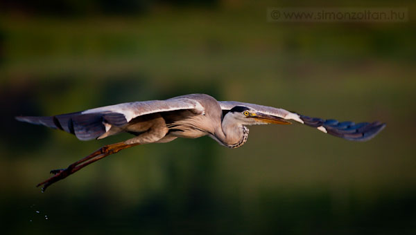 20090703_madarak_0114.JPG - Szrke gm (Ardea cinerea). Vgre alkalmam nylt nyr elejn huzamosabb ideig szrke gmet fotzni.