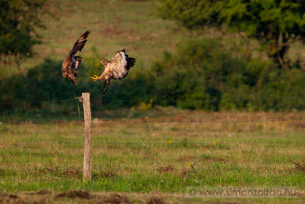 20090703_madarak_0115.JPG - Egerszlyvek (Buteo buteo).