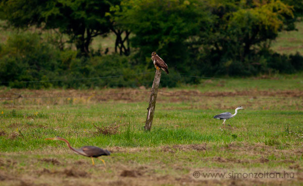 20090703_madarak_0116.JPG - Vrs gm (Ardea purpurea), egerszlyv (Buteo buteo) s szrke gm (Ardea cinerea).