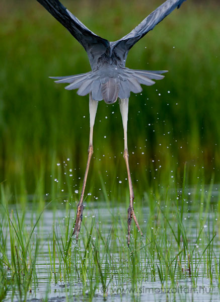 20090703_madarak_0117.JPG - Szrke gm (Ardea cinerea). Start kzben egy rdekes nzpontbl.