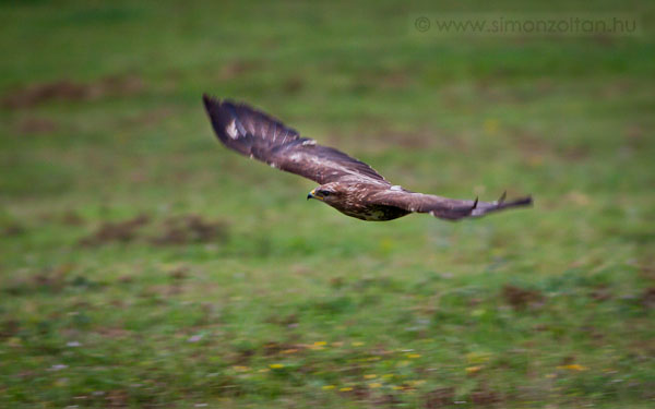 20090704_madarak_0118.JPG - Egerszlyv (Buteo buteo).