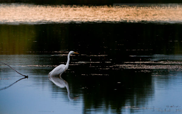 20090809_madarak_0119.JPG - Nagy kcsag (Egretta alba).