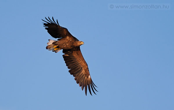 20090811_madarak_0121.JPG - Rtisas (Haliaeetus albicilla). letemben elszr lttam lben szabadon, termszetes krnyezetben rti sast s mg radsul le is tudtam fotzni. Gynyr madr.