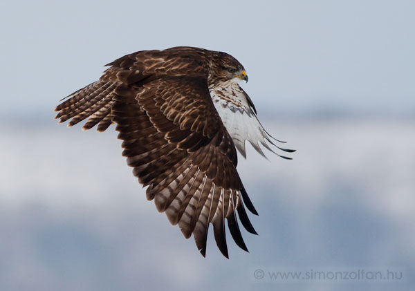 20091221_madarak_0125.JPG - Egerszlyv (Buteo buteo).