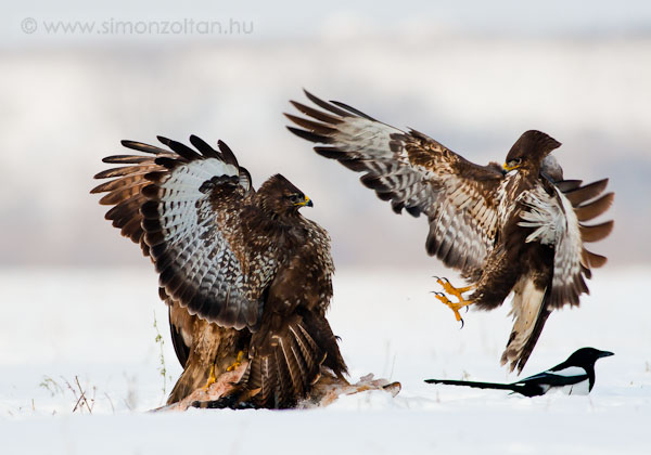 20091221_madarak_0126.JPG - Egerszlyv (Buteo buteo).