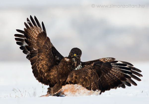 20091221_madarak_0127.JPG - Egerszlyv (Buteo buteo).