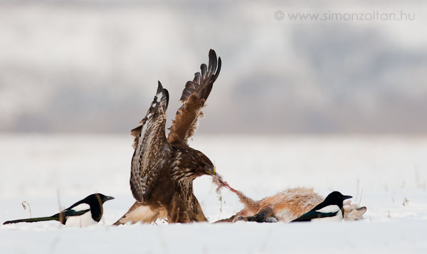 20091221_madarak_0128.JPG - Egerszlyv (Buteo buteo).