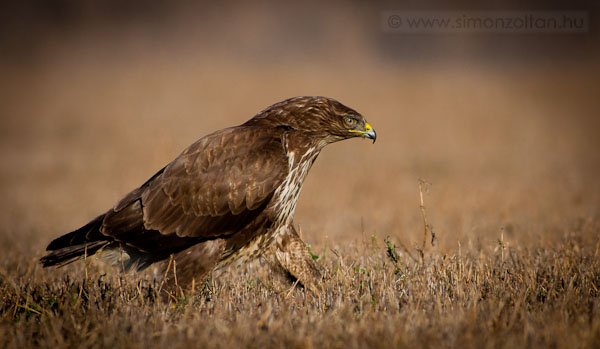 20091229_madarak_0130.JPG - Egerszlyv (Buteo buteo).