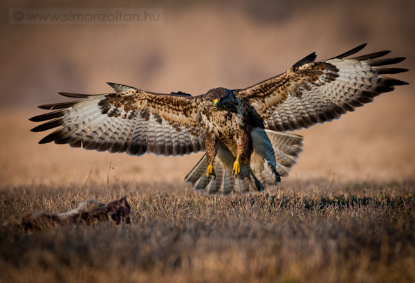 20091229_madarak_0131.JPG - Egerszlyv (Buteo buteo).