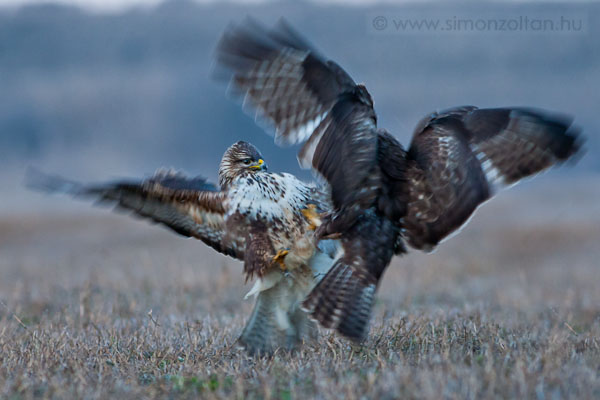 20091229_madarak_0133.JPG - Egerszlyv (Buteo buteo).