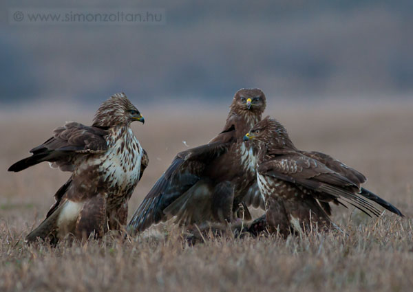 20091229_madarak_0134.JPG - Egerszlyv (Buteo buteo).