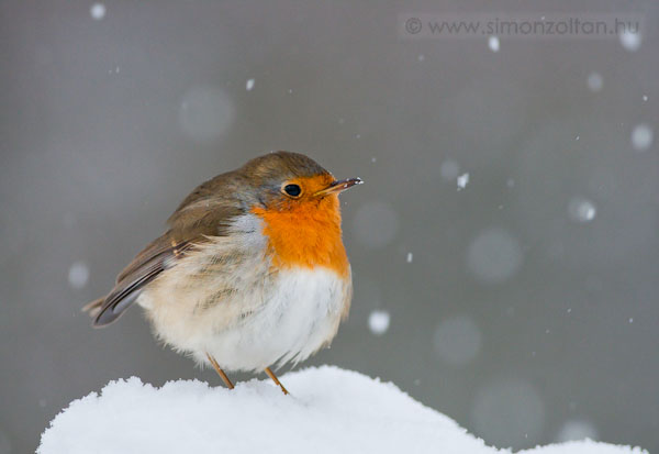 20100203_madarak_0135.JPG - Vrsbegy (Erithacus rubecula).