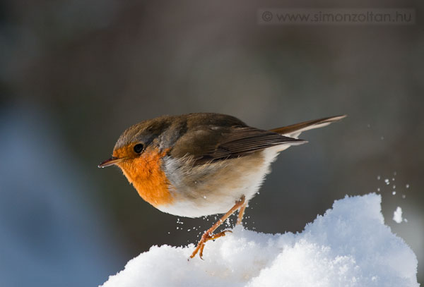 20100204_madarak_0136.JPG - Vrsbegy (Erithacus rubecula).