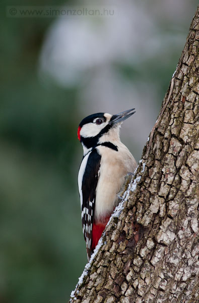 20100204_madarak_0137.JPG - Nagy fakopncs (Dendrocopos major).