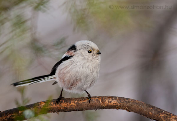 20100204_madarak_0138.JPG - szap (Aegithalos caudatus).