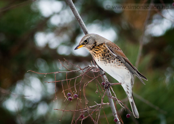 20100204_madarak_0139.JPG - Fenyrig (Turdus pilaris).