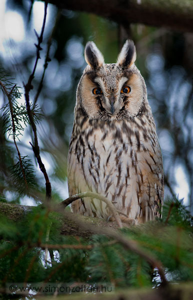 20100214_madarak_0141.JPG - Erdei flesbagoly (Asio otus).