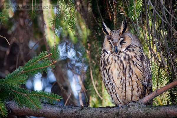 20100214_madarak_0142.JPG - Erdei flesbagoly (Asio otus).