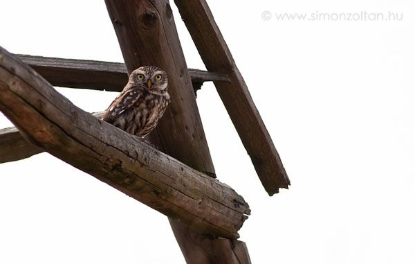 20100320_madarak_0145.JPG - Kuvik (Athene noctua). Terveim szerint r szeretnk llni a jvben a hazai bagolyfajok fotzsra. pp kuvikot kerestem, amikor egy hodlyban r talltam. Mindketten megijedtnk. Remlem sikerl rtkelhet kpet is ksztenem majd rla.