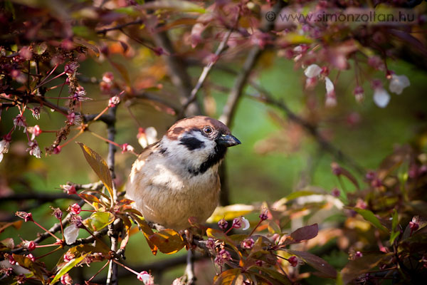 20100421_madarak_0147.JPG - Mezei verb (Passer montanus).