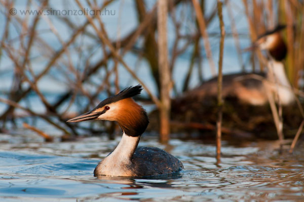 20100426_madarak_0148.JPG - Bbos vcsk (Podiceps cristatus).