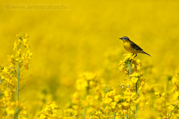 20100501_madarak_0149.JPG - Srga billeget (Motacilla flava). Mindig szerettem volna egy ilyen abszolt srga kpet.