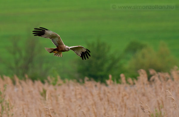 20100503_madarak_0150.JPG - Barna rtihja hm (Circus aeruginosus).