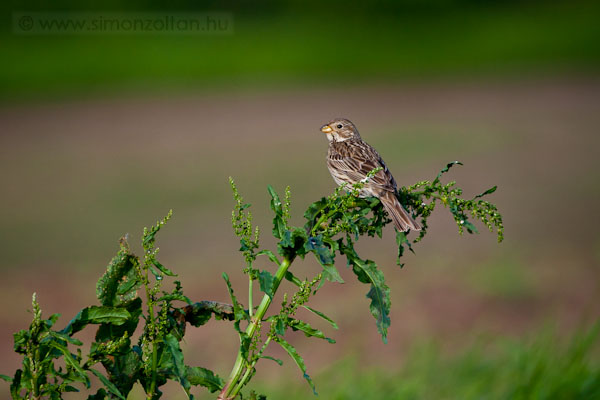 20100521_madarak_0151.JPG - Sordly (Miliaria calandra).