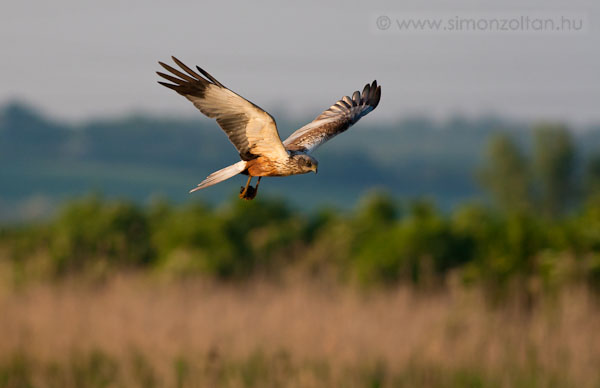 20100522_madarak_0152.JPG - Barna rtihja hm (Circus aeruginosus).