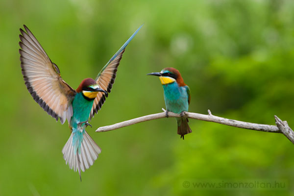 20100525_madarak_0153.JPG - Gyurgyalag (Merops apiaster).