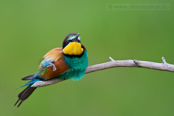 20100525_madarak_0154.JPG - Gyurgyalag (Merops apiaster).