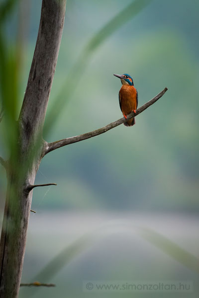 20100529_madarak_0155.JPG - Jgmadr (Alcedo atthis).