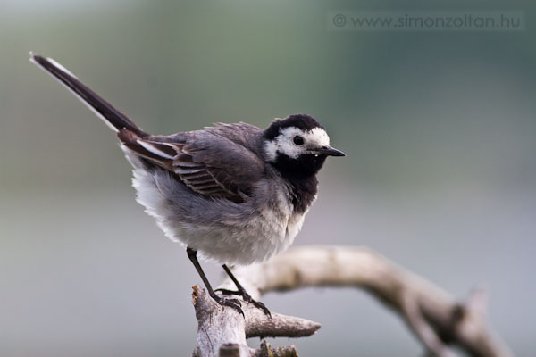 20100529_madarak_0156.JPG - Barzdabilleget (Motacilla alba).