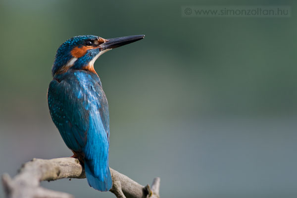 20100529_madarak_0157.JPG - Jgmadr (Alcedo atthis).