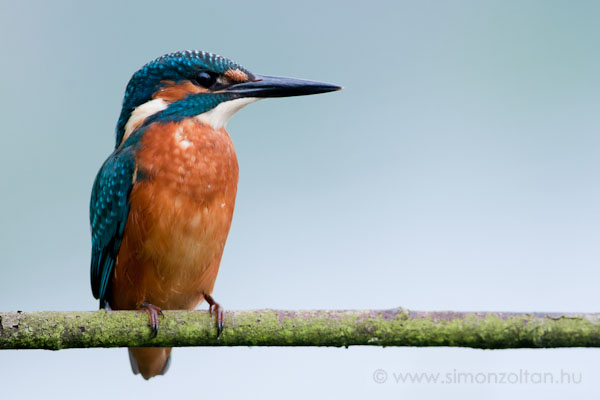 20100619_madarak_0158.JPG - Jgmadr (Alcedo atthis).