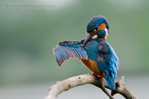 20100619_madarak_0159.JPG - Jgmadr (Alcedo atthis).