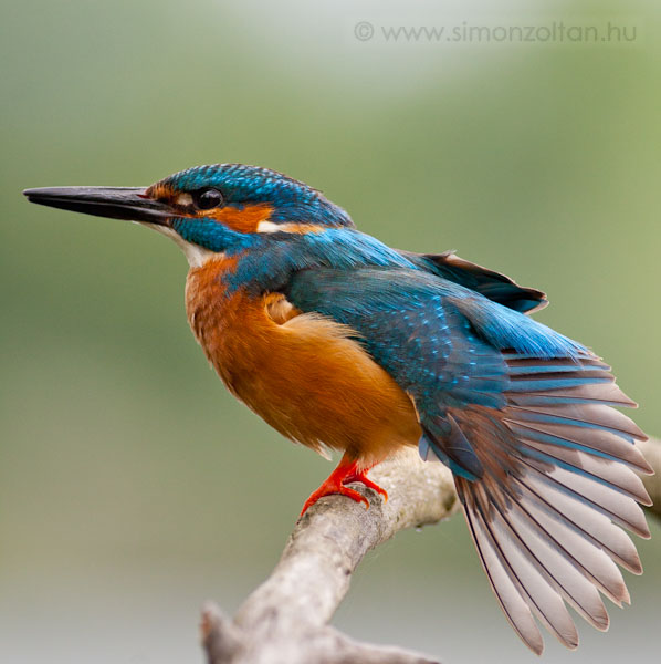 20100619_madarak_0160.JPG - Jgmadr (Alcedo atthis).