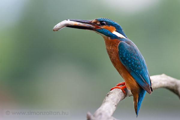 20100619_madarak_0161.JPG - Jgmadr (Alcedo atthis).