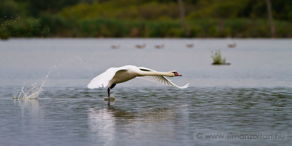 20100818_madarak_0163.JPG - Btyks hatty (Cygnus olor).