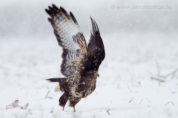 20101218_madarak_0164.JPG - Egerszlyv (Buteo buteo).