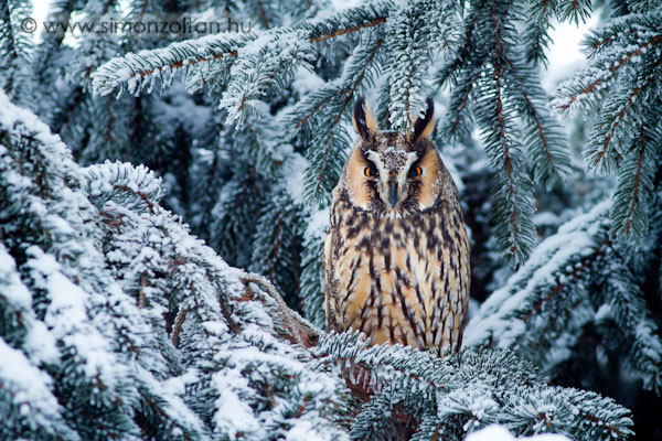 20101218_madarak_0165.JPG - Erdei flesbagoly (Asio otus).