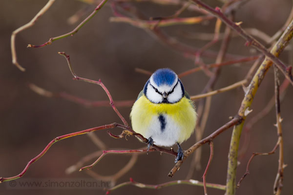 20101220_madarak_0168.JPG - Kk cinege (Parus caeruleus).