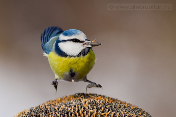 20101220_madarak_0169.JPG - Kk cinege (Parus caeruleus).