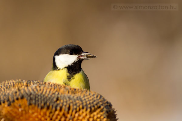 20101220_madarak_0170.JPG - Szncinege (Parus major).