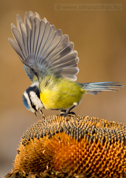 20101220_madarak_0171.JPG - Kk cinege (Parus caeruleus).